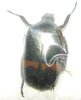 Plaesiorrhinella watkinsiana cinctoides A1 male or female