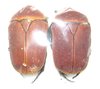 Pachnoda marginata rougeoti couple A1