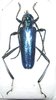 Mecosaspis croesus mâle ou femelle A1