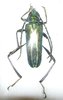 Mecosaspis fuscoaenea auronitens mâle ou femelle A1