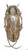 Prosopocera griseomaculata A1 male