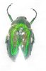 Chiloloba acuta mâle A1