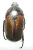 Pedinorrhina viridicollis mâle ou femelle A1