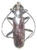 Coelodon servum mâle A1 40 mm