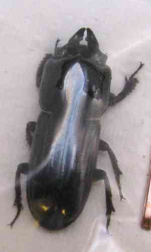 Figulus sublaevis decipiens A1  male or female