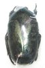 Thaumastopeus nigritus A1