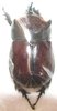 Dinoryctes truncaticollis mâle A1  38 mm