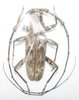 Pachydissus camerunensis mâle A1 45 mm