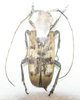 Monochammus deyrollei femelle A1  40 mm