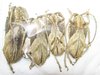 Phryneta semirasa set of 4 A1 specimens