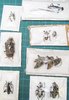 Set of 11 Brasilian cerambycidae
