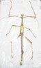 Monandroptera acanthomera mâle A1