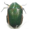 Pachnoda prasina A1 male or female