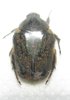 Pseudotephrea ancilla ancilla A1 male or female