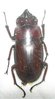 Prosopocoilus antilopus beisa A1 male 20-24 mm