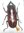 Prosopocoilus antilopus beisa mâle A1 33 mm