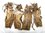Thylactus insignis Set of 4 A1 specimens