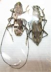 Pachydissus philemon Couple mâle A1/ femelle A-