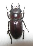 Dorcus jucundus mâle A2 18 mm