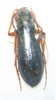 Megacephala regalis revoili femelle A-