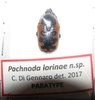 Pachnoda lorinae  A1  Male PARATYPE