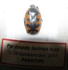 Pachnoda lorinae A1  female PARATYPE