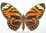 Papilio zagreus batesi A1/A- female