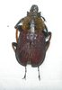 Sphaenognatus xerophilus A1 male 30 mm