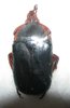 Anisorrhina palliata  A1 male black form