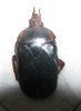 Anisorrhina palliata  A1 male black form