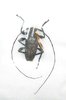 Oreodera aerumnosa mâle A1
