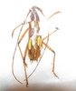 Eburodacrys sulphureosignata mâle ou femelle A1