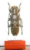 Callimetopus antonkozlovi PARATYPE A1