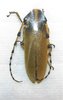 Agapantia kirbyi femelle A1