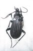 Aulonocarabus careniger mâle ou femelle A1