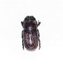 Penichrolucanus leveri A1 male or female ? 6 mm