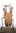 Trichoderes pini mâle A1 35 mm