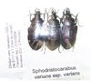 Sphodristocarabus varians ssp? Set of 3 A1 specimens