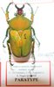 Compsocephalus kachovskii werneri PARATYPE Mâle A1 36 mm