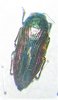 Eurythyrea austriaca  A1 female