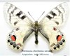 Parnassius charltonius varvara mâle A1'
