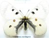 Parnassius nordmanni mâle A1