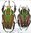Mecynorrhina ugandensis A1 pair (M. 77+ mm)