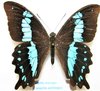 Papilio microps (= P. aethiops) forme oribazoides mâle A1/A-