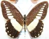 Papilio echeroides leucospilus  A- male