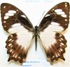 Papilio dardanus antinorii femelle A1/A- forme sombre queux courtes