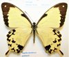 Papilio dardanus antinorii femelle A1/A-