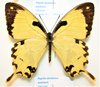 Papilio dardanus antinorii femelle  A-