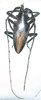 Demagogus larvatus donaldsoni mâle A2 bon 35 mm