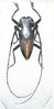 Demagogus larvatus donaldsoni  mâle A1 37 mm